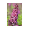 Motýlí ker, budleja Dávidova FloraSelf Buddleja davidii 'Funky Fuchsia' výška 60-80 cm kvetináč 4,5 l
