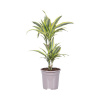 Dracena FloraSelf Dracaena 'Lemon Lime' V cca 75 cm Ø kvetináče 17 cm