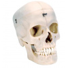 BONElike™ Human Bony Skull Model, 6 part (Anatomické modely)