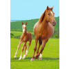BrandMac Fleecová deka Kobyla so žriebäťom