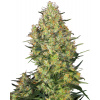 Sensi Seeds Shiva Skunk semena neobsahují THC 10 ks
