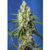 Green Poison CBD - Sweet Seeds Balenie: 3ks