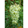 Stolové hrozno Pizzutello bianco (vitis Pizzutello bianco )