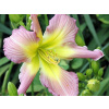 Denivka Amethyst Jewel - Hemerocallis Amethyst Jewel (kontajner C2)