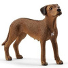Schleich: Figúrka Rodeský Ridgeback - 13895