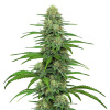 Blimburn Seeds - Gorilla Glue #4 6 ks - Semienka neobsahujú THC