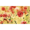 Obkladový panel do kuchyne mySpotti Profix Mohnet 100 x 60 cm PX-10060-1518-HB