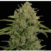 Barney's Farm Triple Cheese neobsahuje THC 3 ks