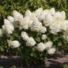 Hortenzia Metlinatá - Hydrangea paniculata - Silver Dollar