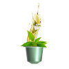 Fluidum FLUIDUM JASMINE GREEN TEA BIO kapsule 5ks