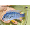 Labeotropheus fuelleborni 'Chiwi Rocks' 