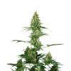 Sensi Seeds Silver Fire semena neobsahují THC 10 ks