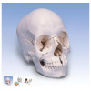 Beauchene Adult Human Skull Model - Bone Colored Version, 22 part (Anatomické modely)