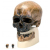 Anthropological Skull Model - Crô-Magnon (Anatomické modely)