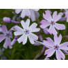 Plamienka šidlovitá Emerald Cushion Blue - Phlox subulata Emerald Cushion Bl