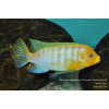 Metriaclima hajomaylandi Chizumulu Island - 4,5-6cm