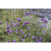 Železník argentínsky FloraSelf Verbena bonariensis výška 10-40 cm kvetináč 3 l