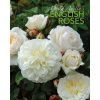 David Austin's English Roses