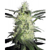Sensi Seeds Silver Haze semena neobsahují THC 5 ks