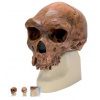Anthropological Skull Model - Broken Hill or Kabwe (Anatomické modely)
