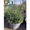 Kaukazská výška smreka orientalis 80 cm 65 l vianočný stromček (Kaukazská výška smreka orientalis 80 cm 65 l vianočný stromček)