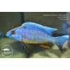 Otopharynx lithobates 'Three Peaks Reef' - 4,5-6cm