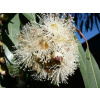 Citrónový eukalyptus (Corymbia citriodora - eucalyptus)