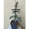 Picea pungens 'Glauca Pendula' smrk modrý 'Glauca Pendula'