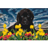 Vymalujsisam.sk Maľovanie podľa čísiel - Šteniatko Labrador Veľkosť: 40x60cm, Rám: Bez rámu, iba zrolované plátno