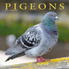 Pigeons, 30,5 x 30,5 30,5 x 61 cm 2026
