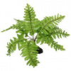 Repti Planet rastlina Nephrolepis 20 cm
