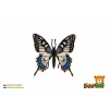 ZOOted Motýľ tropický Papilio/vidlochvost feniklový zooted plast 8cm