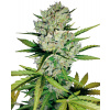 Sensi Seeds Cannabis Seeds Skunk #1 Automatic Feminized by White Label, 3-10 ks 3 pcs