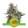 Royal Bluematic - Royal Queen Balenie: 3ks