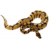 Korálovka kráľovská - Python regius