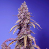 Sweet Seeds Black Muffin F1 Fast Version Balenie: 5+2