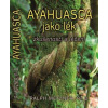 Ayahuasca jako lék zkušenosti a léčení