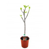 Figovník Ficus carica stem 17x70 cm