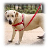 PetSafe EasySport postroj pre psa