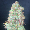 Pure Instinto - Shiskaberry 3 ks - semená neobsahujú THC