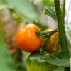 Paradajka Wellington F1 - Solanum Lycopersicum - Kolíková Paradajka - Semená rajčiaka - 7 Ks