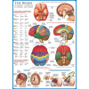EUROGRAPHICS Puzzle Mozog 1000 dielikov