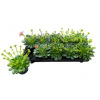 Lewisia Mountain Dreams mixed 10,5x20 cm