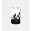 DOOA Glass Pot MARU 130 + Magnet Light G Set