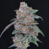 Pure Instinto - SherBacio OG Auto 5 ks - semená neobsahujú THC
