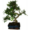 Zelkova 733 - izbové bonsaje