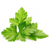 Sadenice Click and Grow Koriander (SGCO)