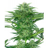Sensi Seeds Research Skunk Dream CBD semena neobsahuji THC 5 ks