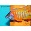 Aulonocara sp. Red rubin - 5-6,5cm