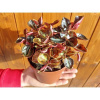 Peperómia (Peperomia caperata) ´CREME BRULEE´ - výška 10-15 cm ⌀ 15 cm, kont. C1L -DRUHÁ ŠANCA